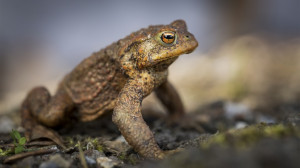 650 kétéltűt mentettek meg Szentgotthárdon