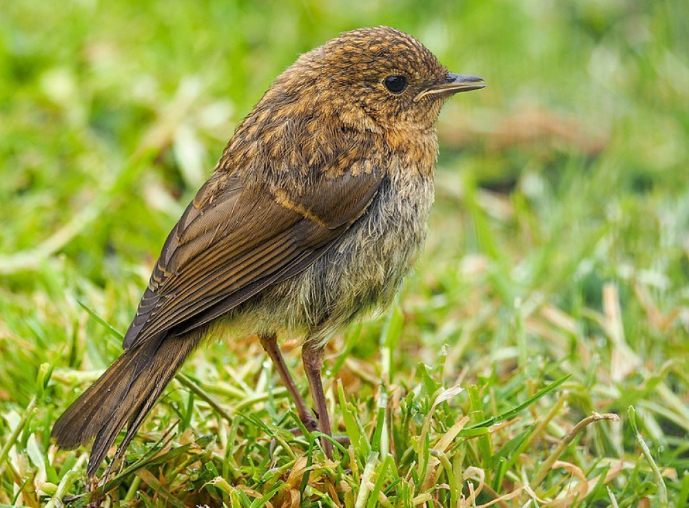 800px-Juvenile_Robin_(19624605565)