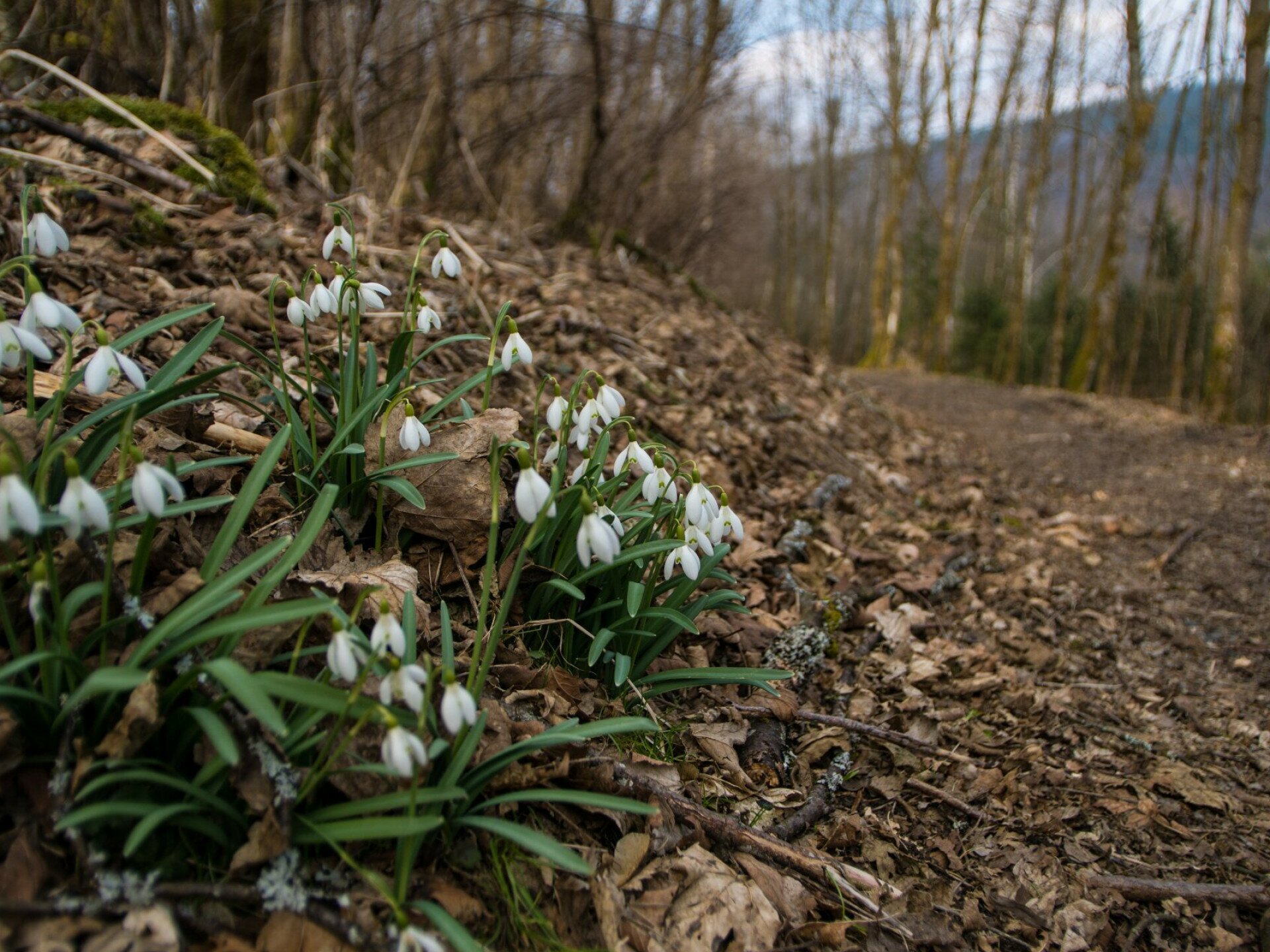 5 hóvirágnéző túra a tavasz első napjaira