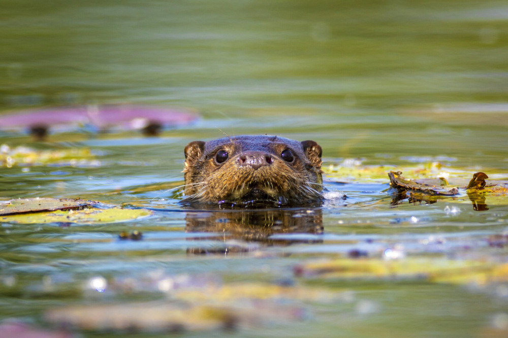 99 BÁRHOVÁ Élővilág  FOTO Goran Safarek AdobeStock_412164428