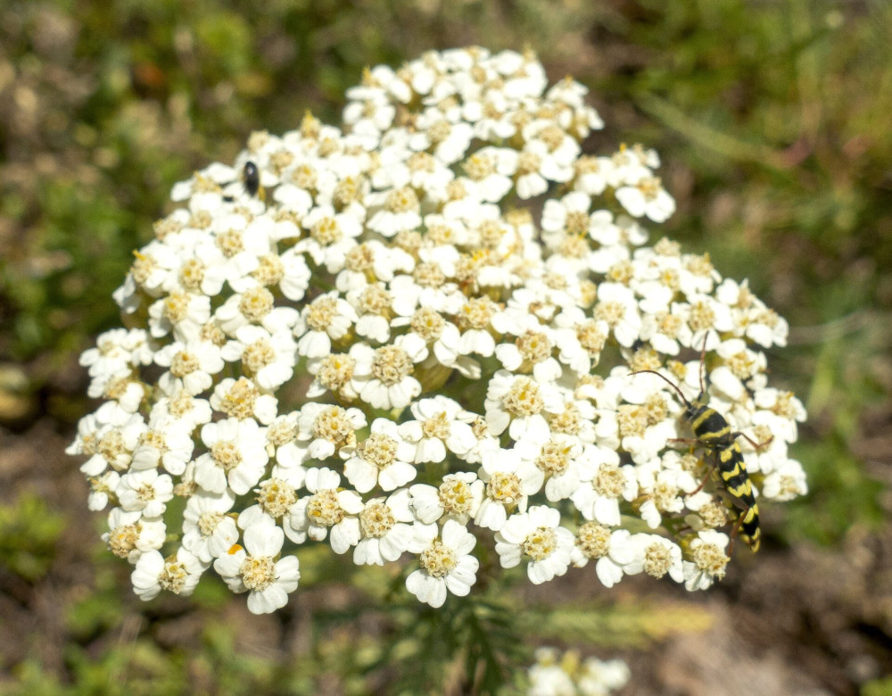 9 Cickafarkon tanyázó lucernacincér