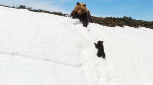 A bocsos videón láthatod, hogyan zavarnak be a drónok a vadvilág életébe