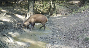 A bőgés mellett jólesik egy kis dagonya - Videó