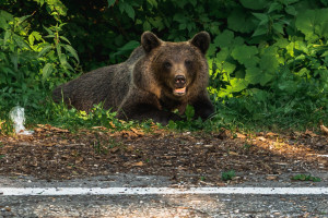 A Börzsöny déli lábánál is felbukkant a medve