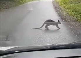 A Börzsönyben is láttak egy kengurut - videó