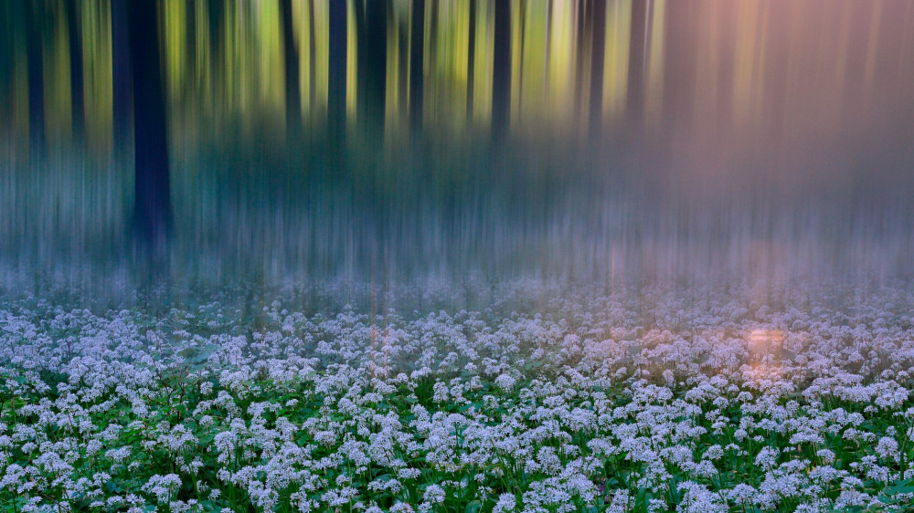 Abstract-Kercz-Tibor-Wildgarlic forest