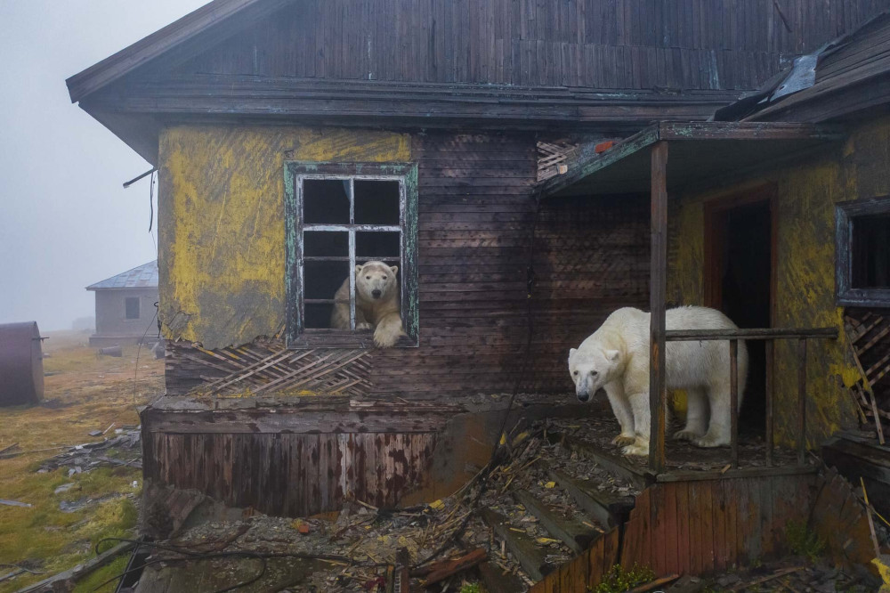 ABSZOLUT House-of-icebears-category-WINNER-human-and-nature-NPOTY