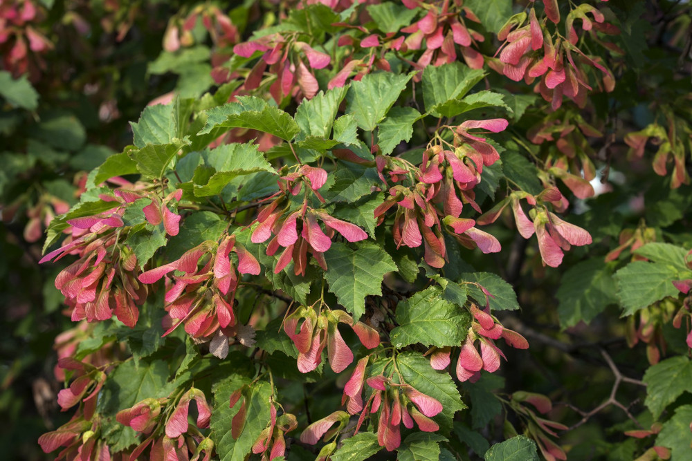 Acer tataricum, Tatar maple, Tatarian maple foliage and fruit closeup