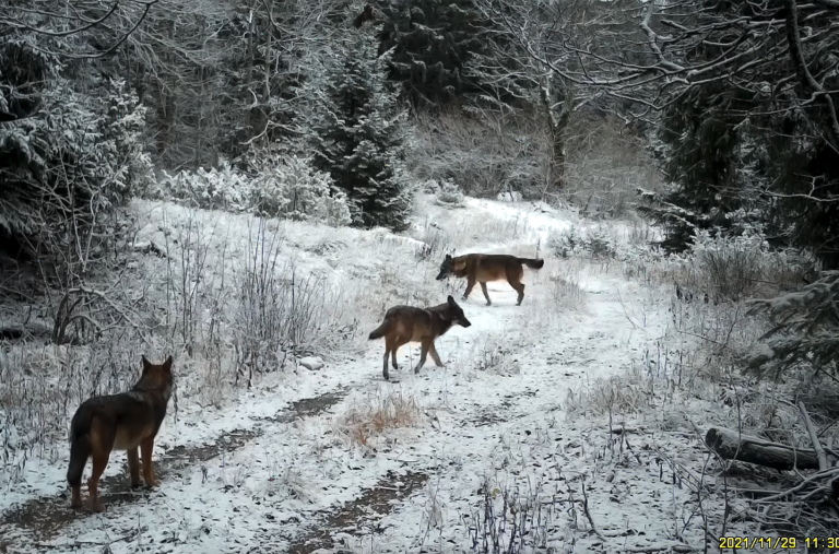 Videó készült a Plitvicei-tavaknál élő farkasokról