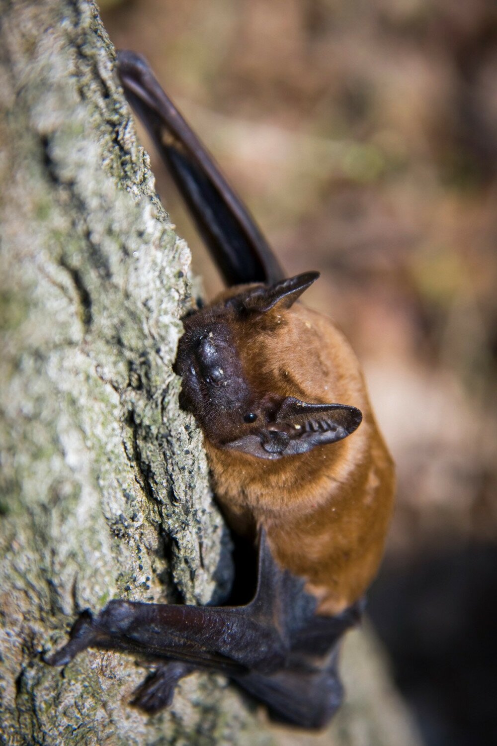 AdobeStock_31663368 Nyctalus noctula