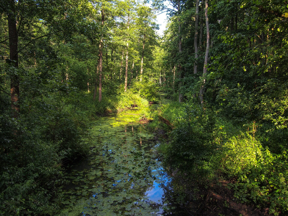 AdobeStock_632710072 Białowieża