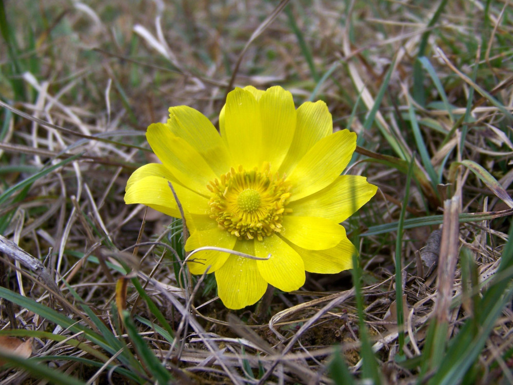 Adonis-vernalis-1707