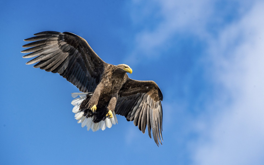 Adult White-tailed eagle in flight. Front view. Sky background. Scientific name: Haliaeetus albicilla, also known as the ern, erne, gray eagle, Eurasian sea eagle and white-tailed sea-eagle.