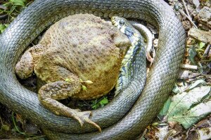 A falánk sikló esete a varanggyal