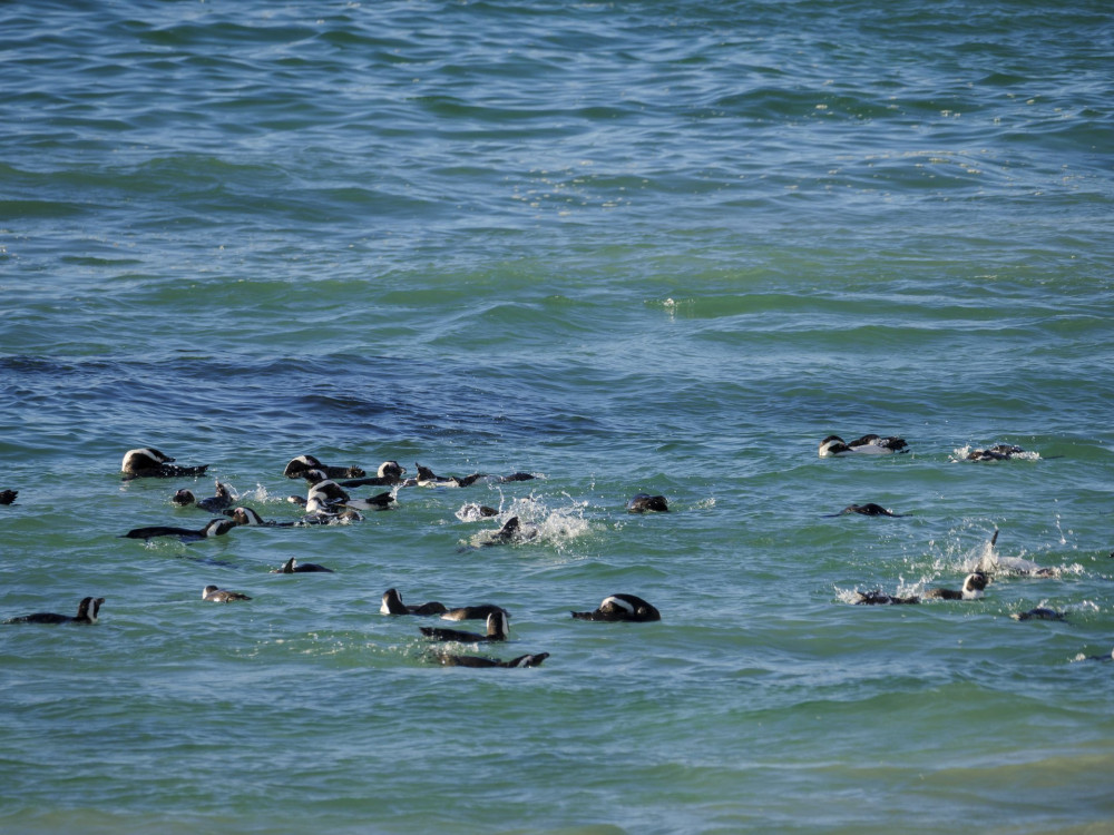 African penguin, black-footed penguin or jackass penguin (Spheniscus demersus). Cape Town. Western Cape. South Africa