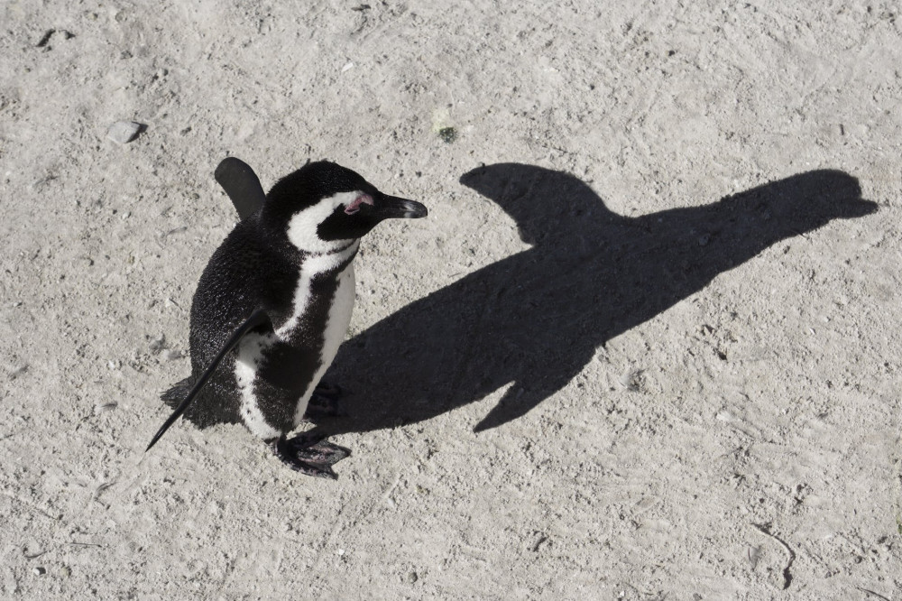 Afrika, S..dafrika, Simon's Town, Brillenpinguin(Spheniscus demersus) am Boulders Beach