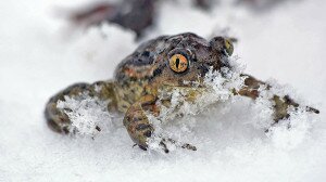 A gólyáknak és a békáknak is van B terve a márciusi télre