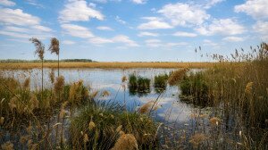 Ahol a láp és a homokbuckák találkoznak – a Kolon-tó 