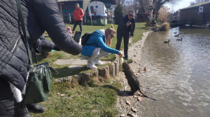 Akármilyen cuki a nutria, nem lenne szabad etetni