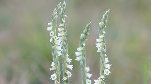 A Kiskunságban felmérték az egyetlen ősszel virágzó orchideánkat