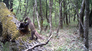 A kíváncsi nyuszt esete a macskabagollyal - videó