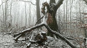 A Kőszegi-hegység télen, hó alatt is szép