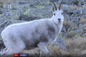 Albínó zergét kaptak lencsevégre az Alacsony-Tátrában