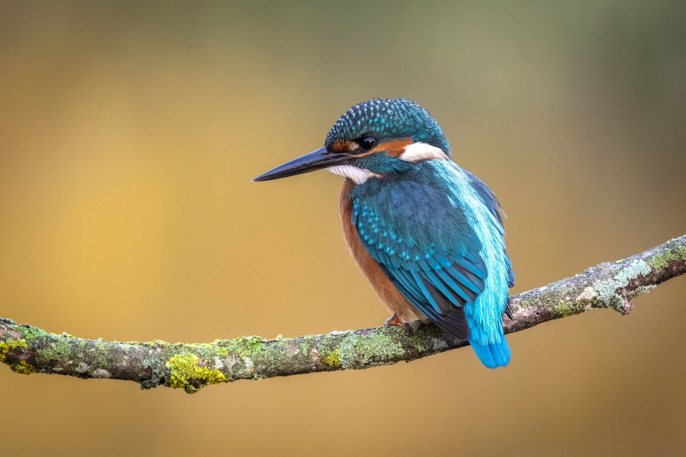 Alcedo atthis, Common kingfisher