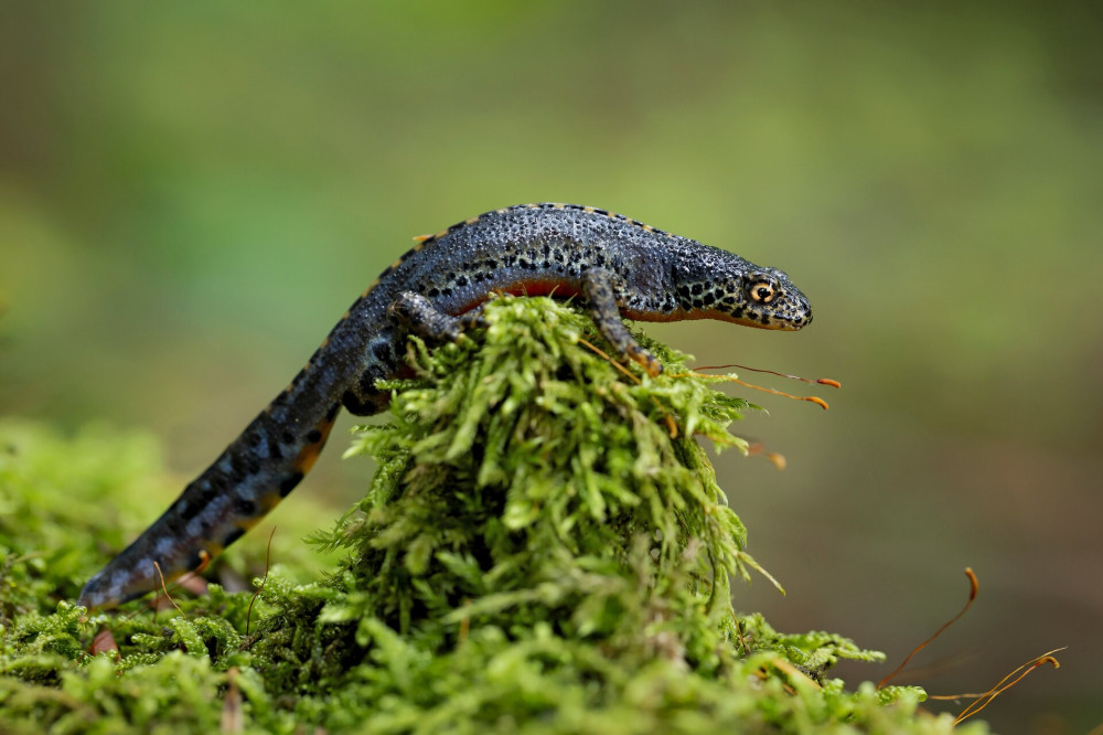 Alpesi gote FOTO AdobeStock