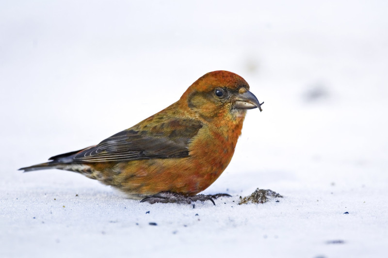 A Male Red Crossbill, Loxia curvirostra, roadside