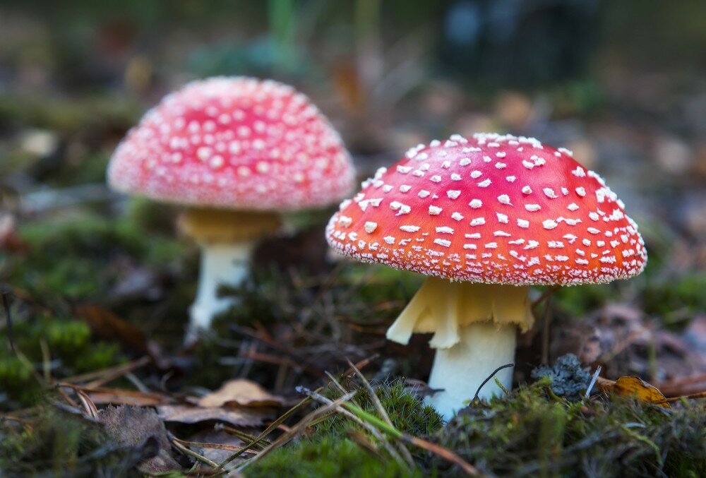 amanita muscaria mushroom