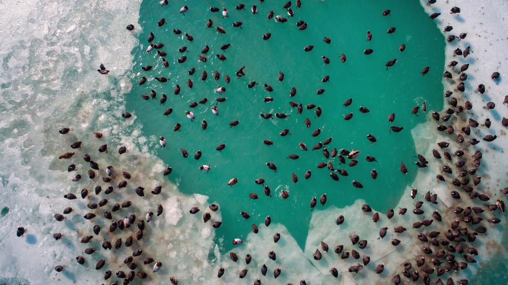 Amazing aerial shot about frozen lake balaton with birds