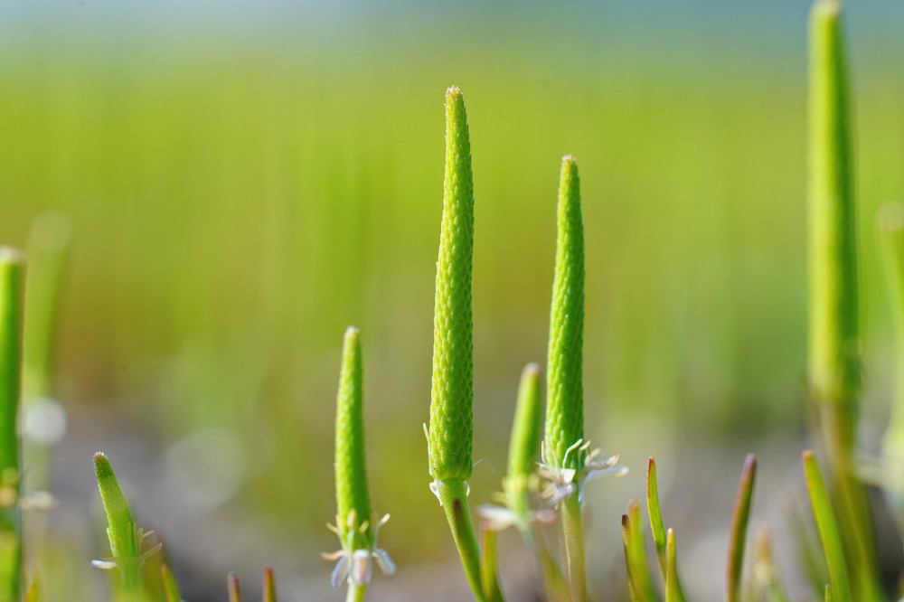 An aggregation of the rare and rather unusual blossoming plant, the tiny moustail, Myosurus minimus