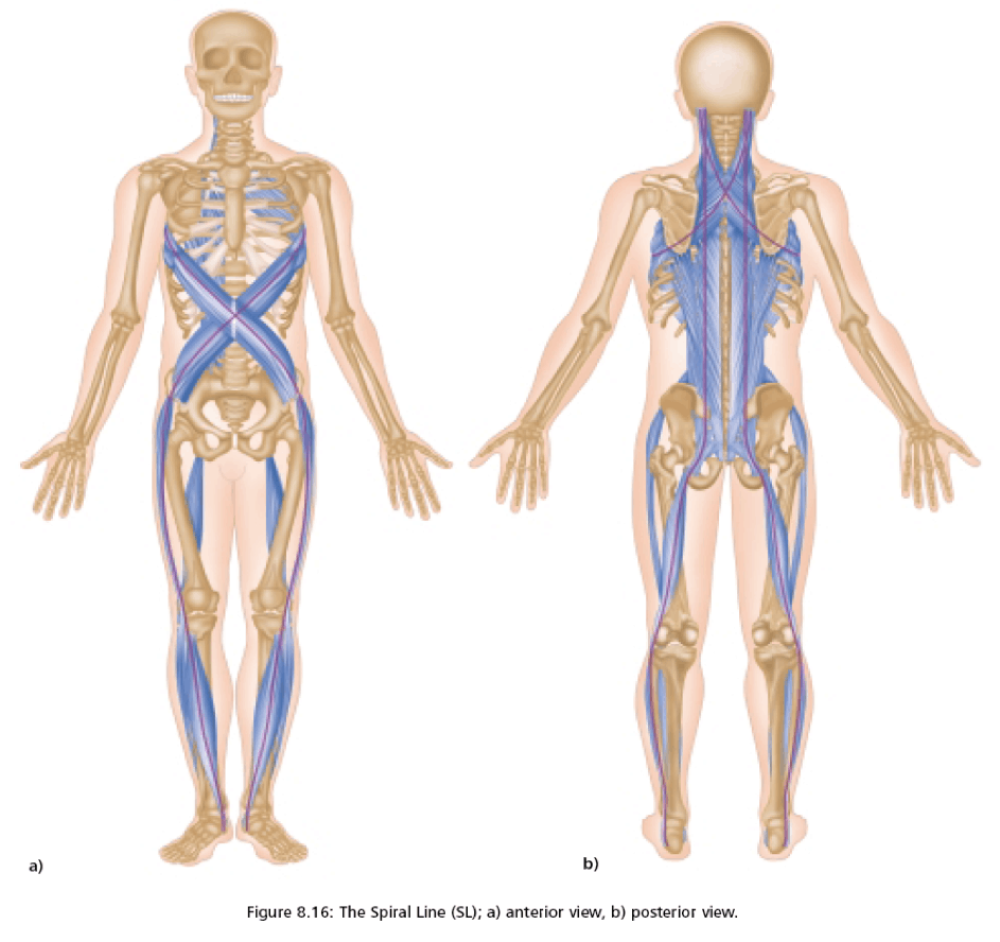 AnatomyTrains-The-Spiral-Line-Thomas-Myers