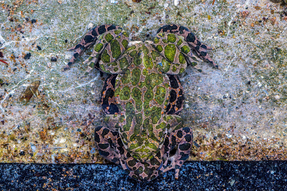 ANIMALS-Finalist-©-Vida István Tamás-Bufo-viridis-CUPOTY 5