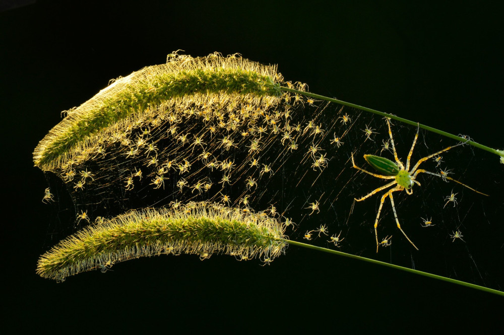 Animals-Finalist-Lung-Tsai-Wang-Microspur-CUPOTY