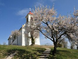 A pécsi mandulafa lett az Európai Év Fája