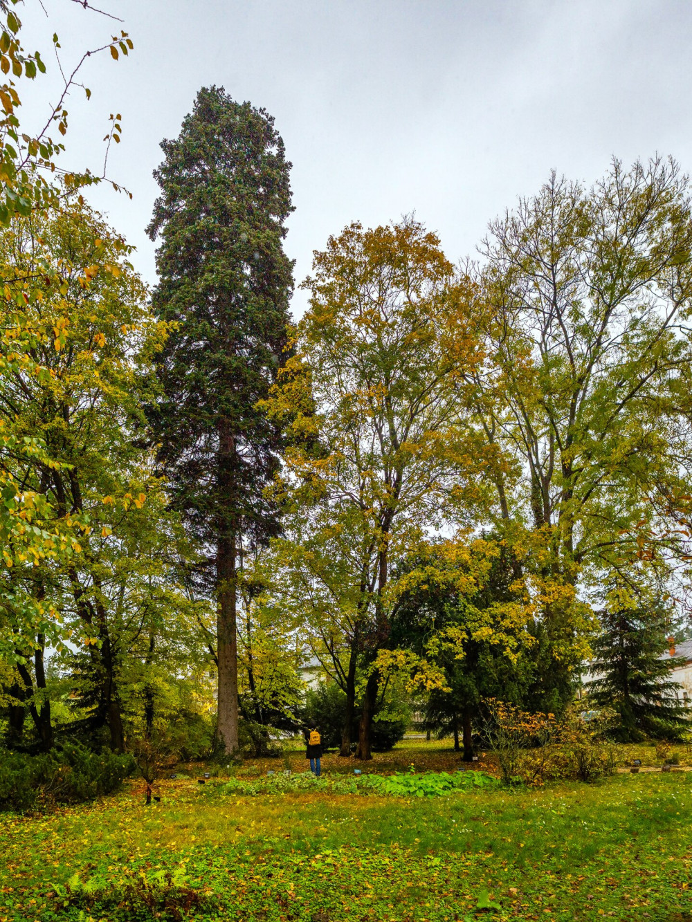 Arboretum-fenyo-FOTO-Gulyas-Attila