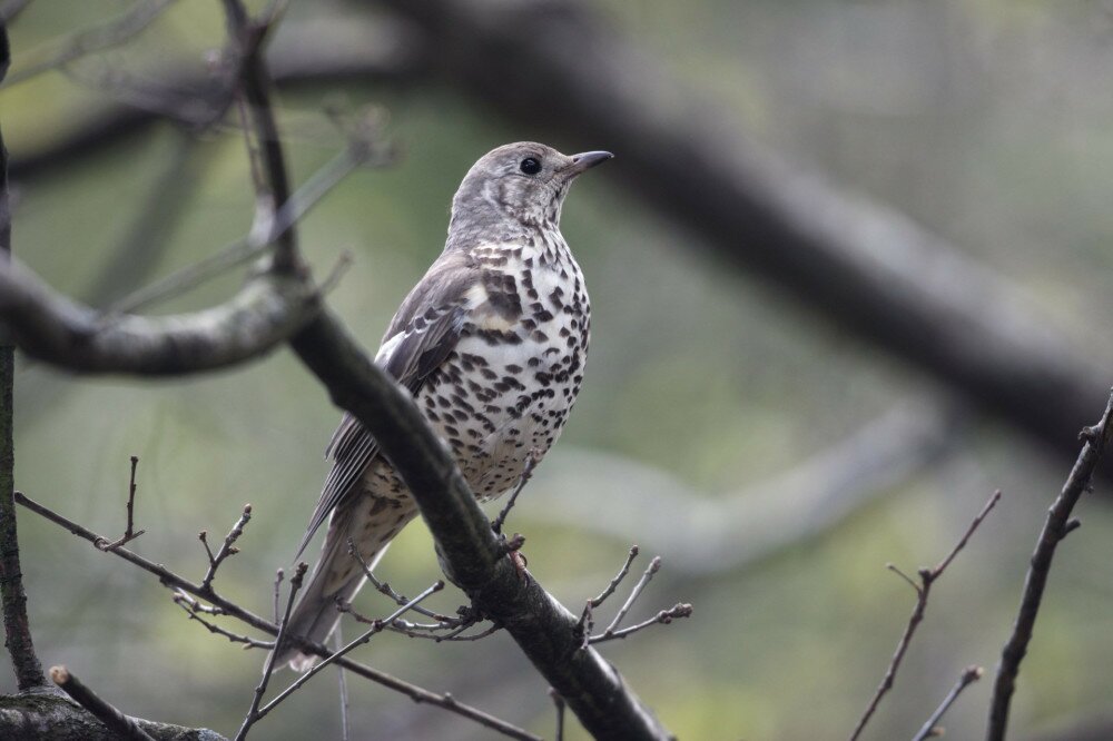 ASCII���Mistle thrush, Turdus viscivorus, Devon, spring