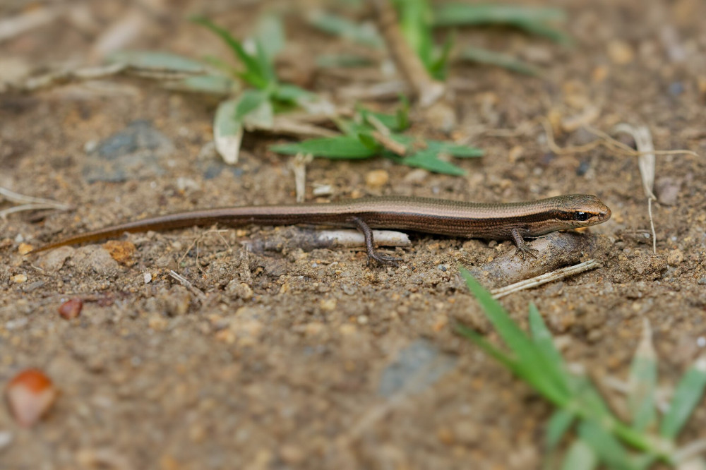 ASCII���Snake-eyed Skink - Ablepharus kitaibelii  also European copper or European snake-eyed skink, Juniper or Snake-eyed skink, lizard in Scincidae, endemic to Eastern Europe and Southwestern Asia.Keywords: ablepharus;kitaibelii;snake-eyed;skink;reptile;lizard;snake;eyed;eye;european;copper;junip