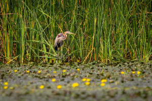 A Tisza-tóról csakis szuperlatívuszokban lehet beszélni – Galériával