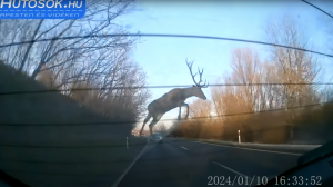 Átrepült a szarvas az autó felett – Videó