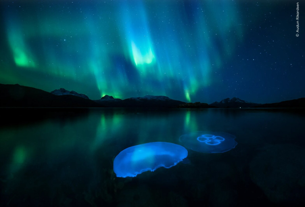 Audun Rikardsen - Aurora Jellies