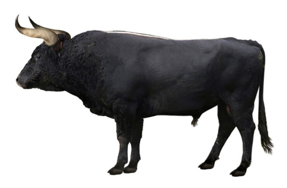 Aurochs_reconstruction (1)