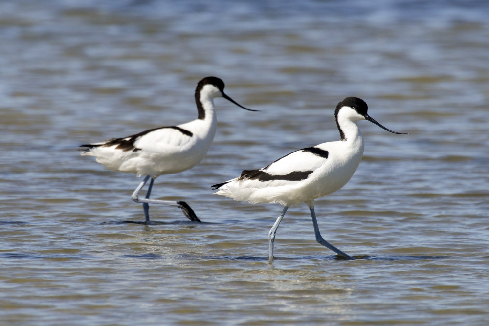 Avocette ..l..gante, Recurvirostra avosetta, Pied Avocet