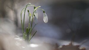 Az Alcsúti Arborétum hóvirágünnepe is elmaradhat idén