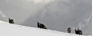 Az alpesi zerge párosodhat a tiszta tátrai zergével