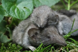 Bagolyköpetből mérték fel a cickányállományt