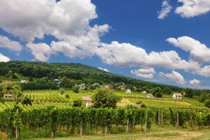 Barangolás a szőlőhegyek között - 1. rész