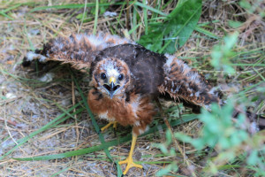 Barna rétihéja fiókák az árpában,  avagy a fészekvédelem szép példája